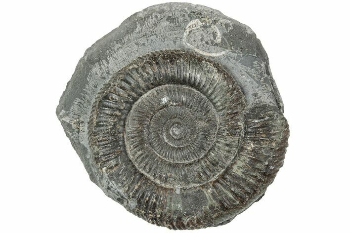 Ammonite (Dactylioceras) Fossil - England #223870